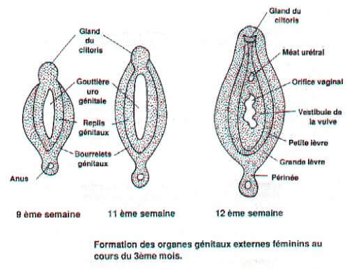 Formation des organes genitaux externes feminins au cours du 3e mois