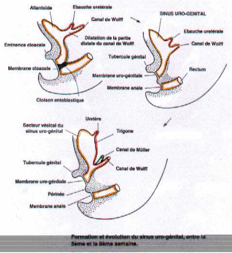 Formation du sinus uro-genital entre 5 et 8 semaines