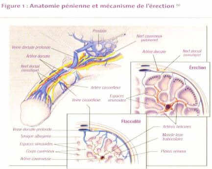 Anatomie du pénis et mécanisme de l'érection