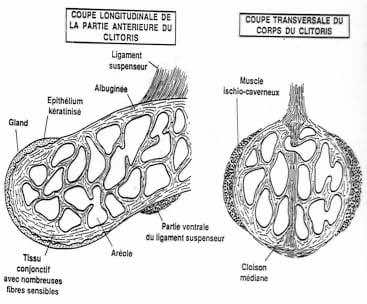 Coupes transversales et longitudinales du clitoris