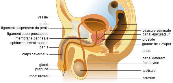 Penisul | Anatomie si fiziologie
