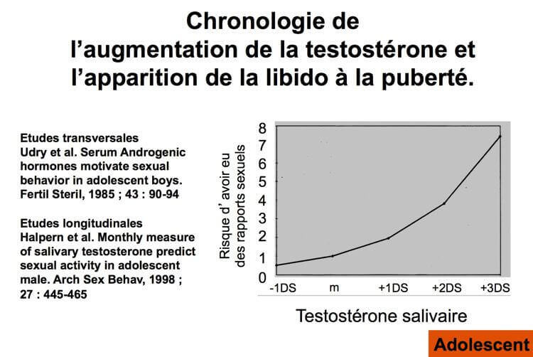 Chronologie de l'augmentation de la testosterone et apparition de la libido à la puberté