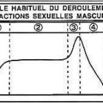 Réponse sexuelle masculine – Masters & Johnson, 1966