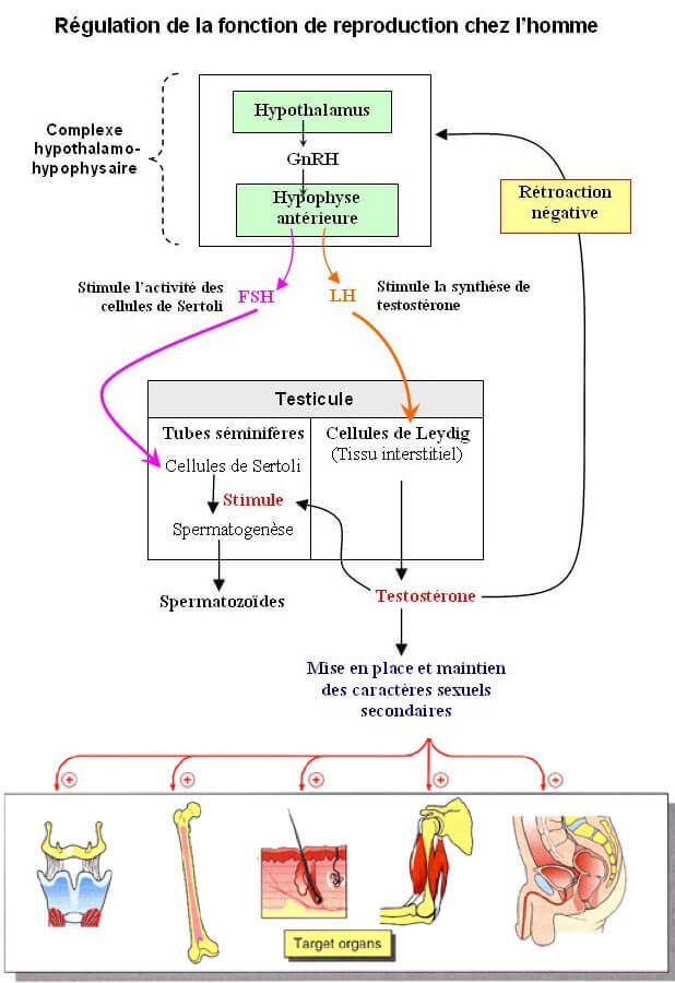 Schema_simple_regulation_reproduction_Homme