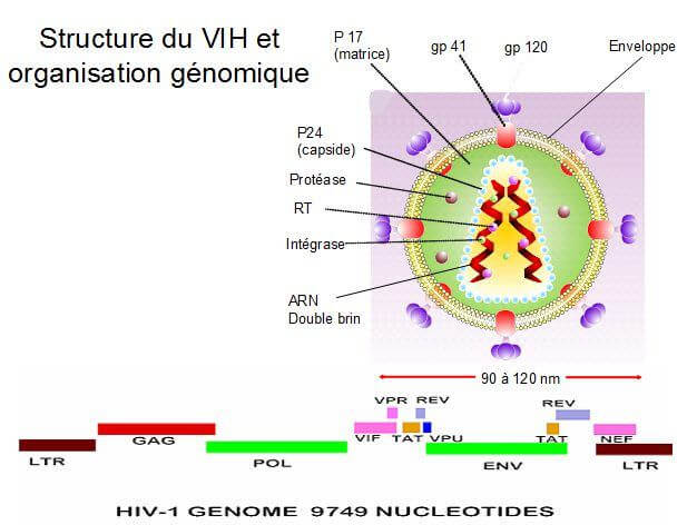 Structure du VIH et organisation génomique