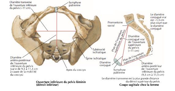 Anatomie des os du pelvis féminin : ouverture inférieure