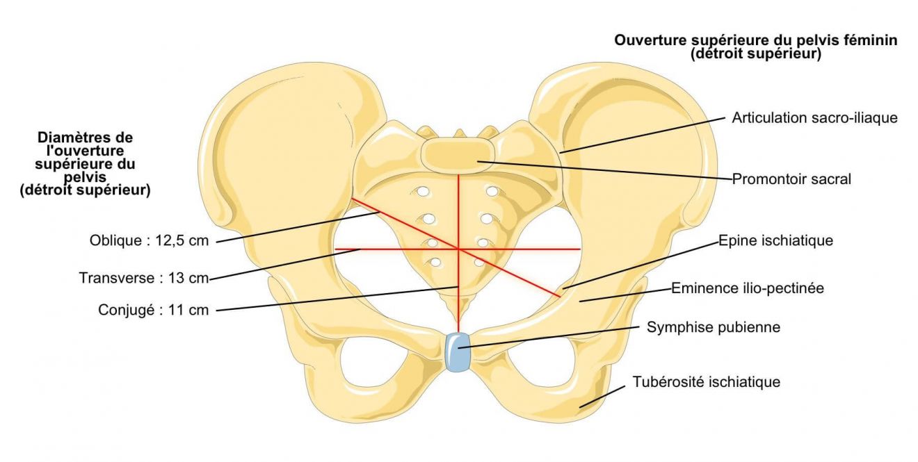Anatomie des os du pelvis féminin - ouverture supérieure