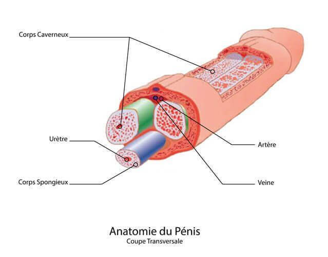 Anatomie du pénis - coupe transversale