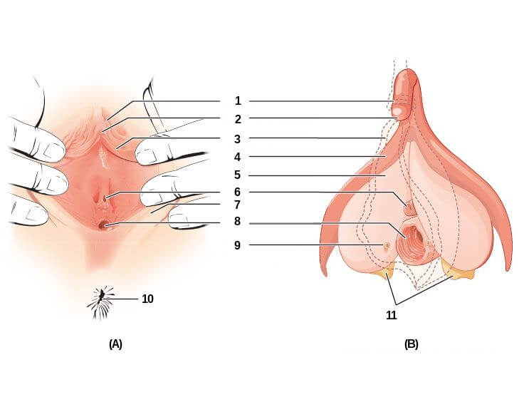 Anatomie de la vulve et du clitoris