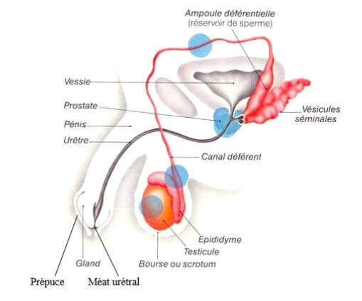 Anatomie des voies éjaculatrices de l'appareil sexuel masculin