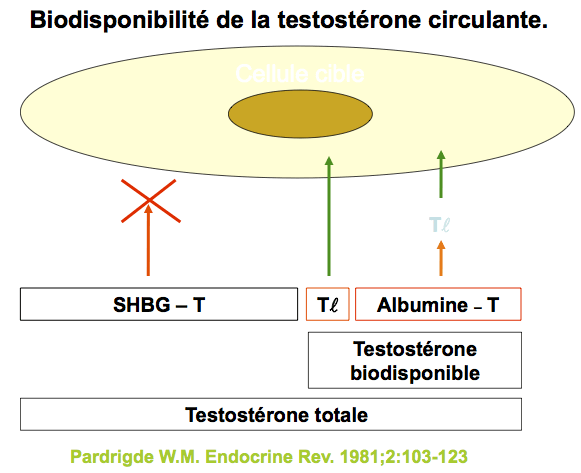 Biodisponibilité de la testostérone circulante
