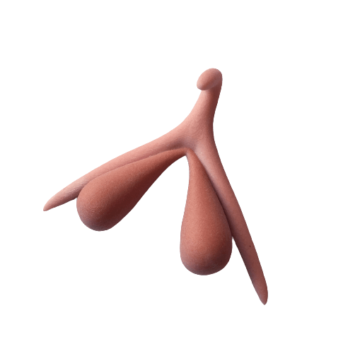 clitoris 3D