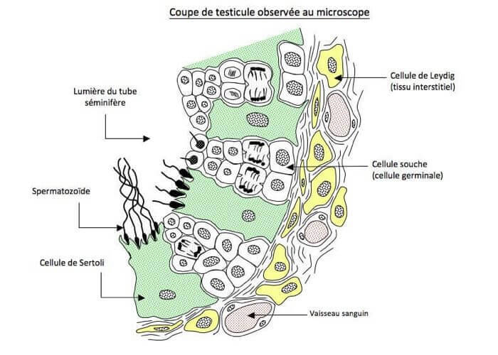 coupe-testicule-microscope