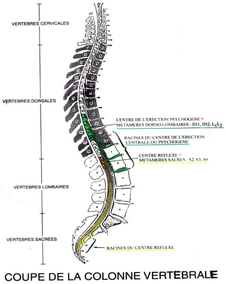 coupe colonne vertebrale