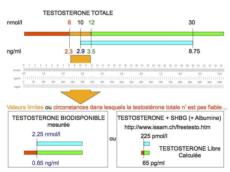 Valeurs limites de la testosterone totale