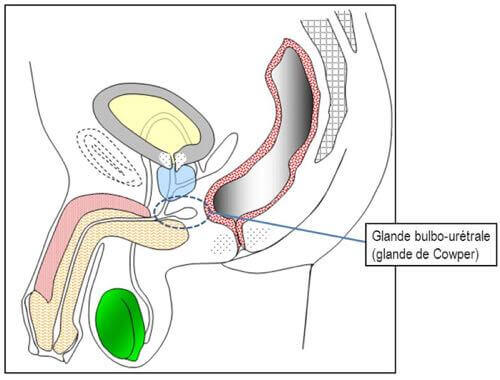 Situation anatomique des glandes bulbe-urétrales ou glandes de Cowper