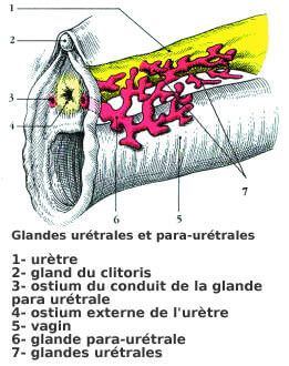 Anatomie des glandes de Skene (ou glandes para-urétrales)