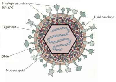 Structure du virus de l'herpès HSV1