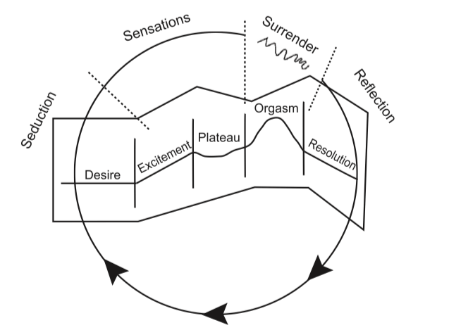 Modèle circulaire de la réponse sexuelle féminine développé par Whipple et Brash-McGreer
