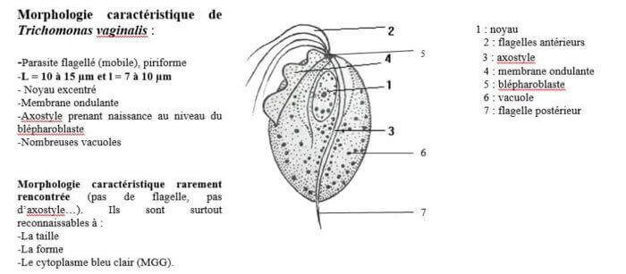 Morphologie caractéristique de trichonomas vaginalis