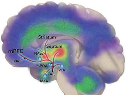 VTA = aire tegmentale ventrale; DA = dopamine; mPOA = aire préoptique médiane; mPFC = cortex préfrontal médian; NAcc = noyau accumbens; PIR = cortex piriforme; MeA = médial amygdale. Pfaus, Pathways of sexual desire. J Sex Med 2009;6:1506-1533