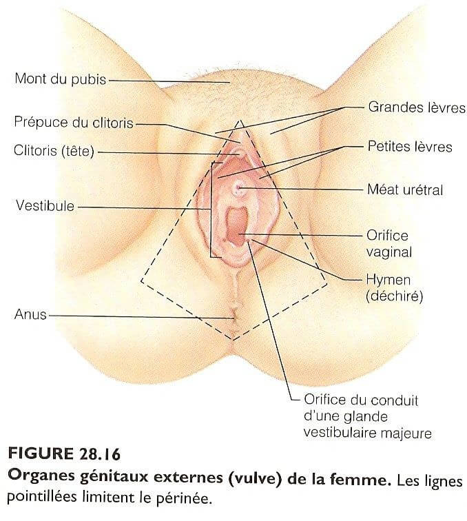 Organes génitaux externes de la femme