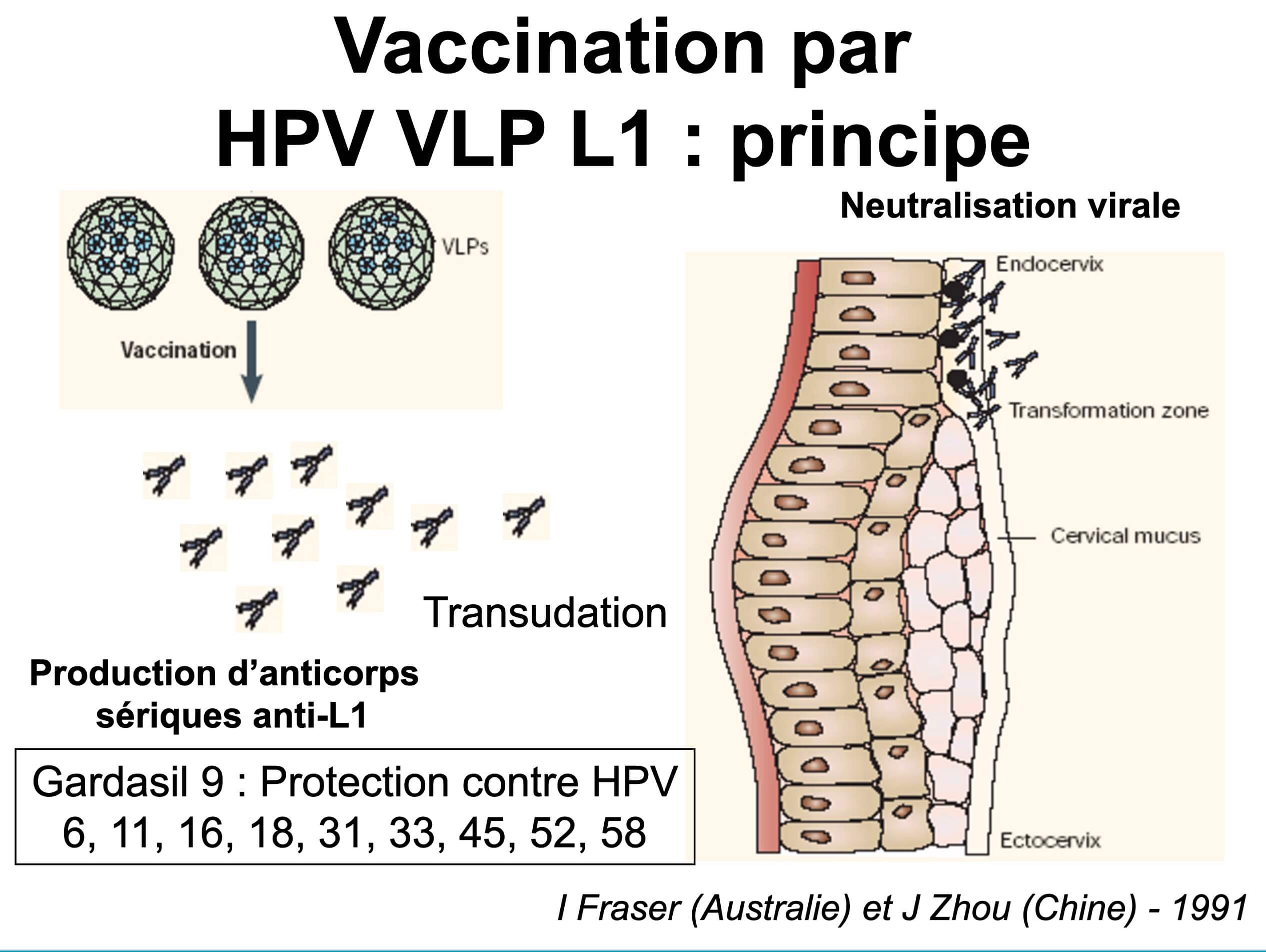 Principe de la vaccination HPV