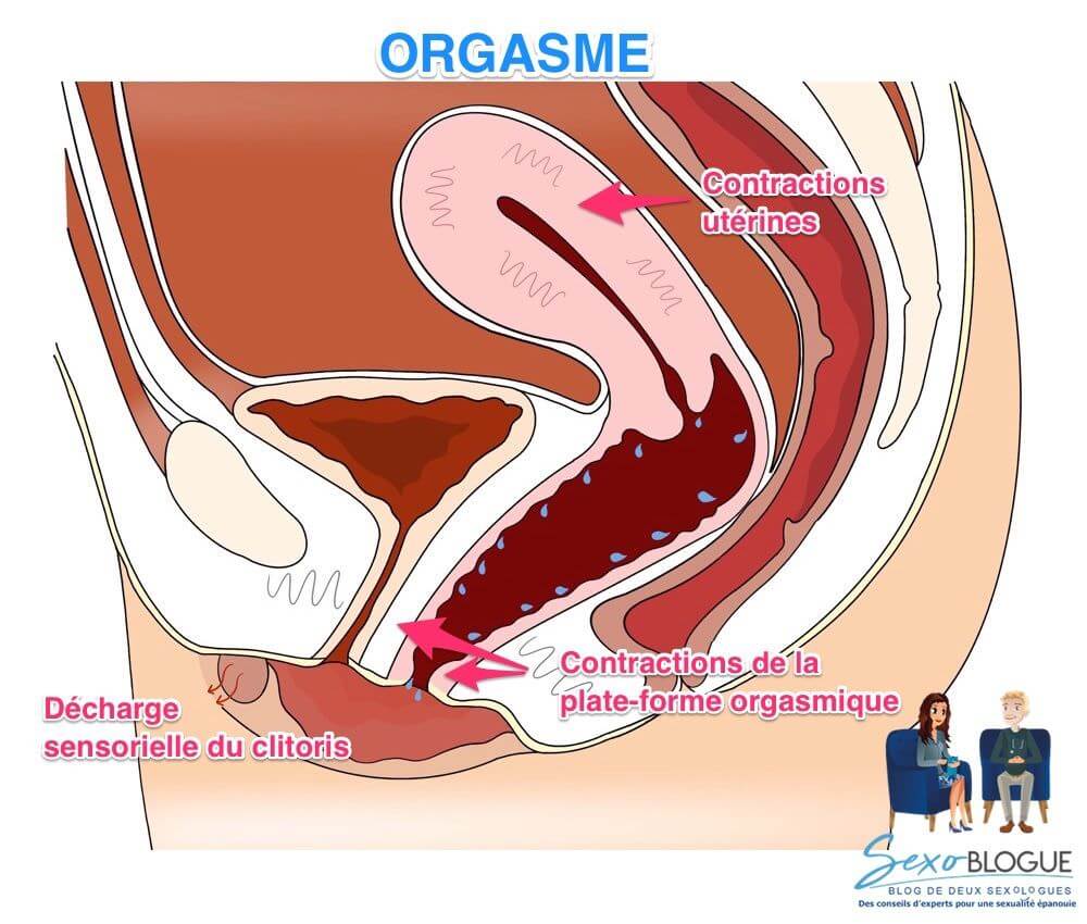 Réactions vaginales - orgasme