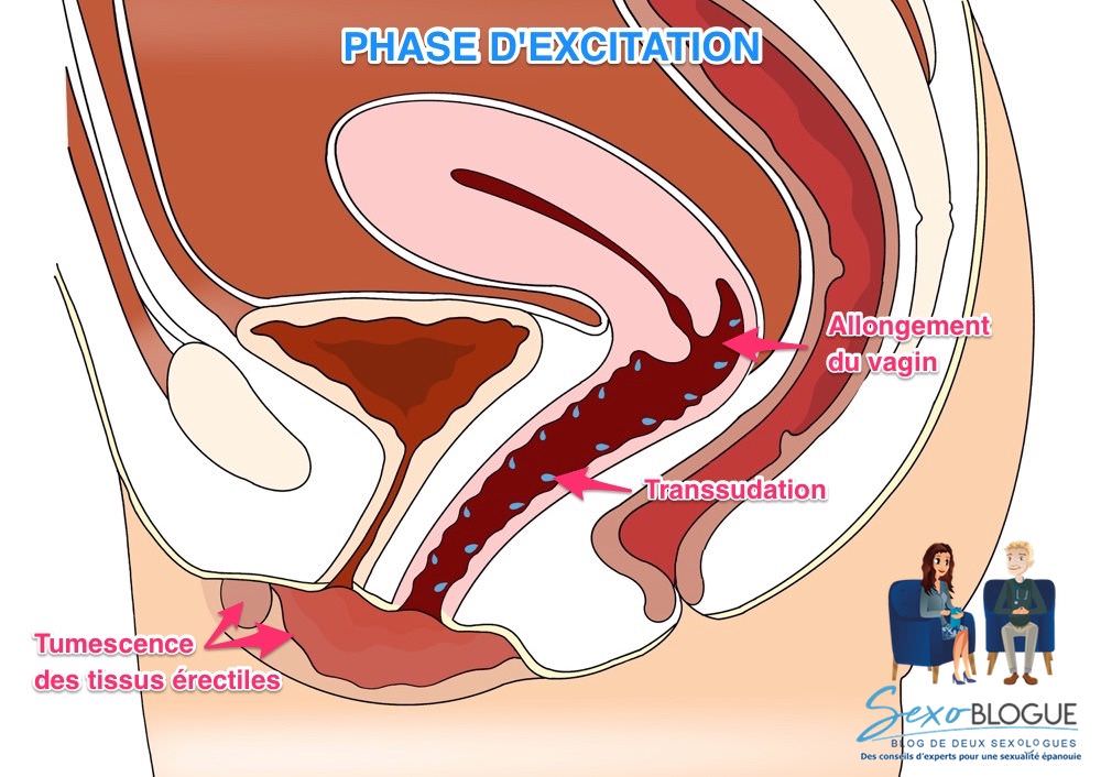 Réactions vaginales - phase d'excitation