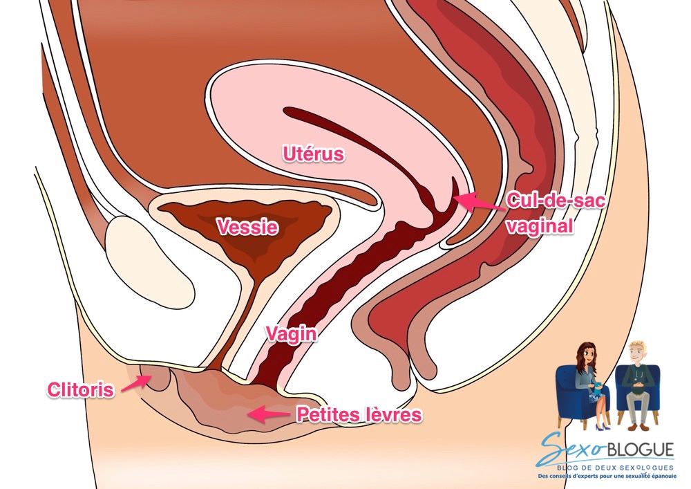 Anatomie des organes génitaux chez la femme - coupe sagittale