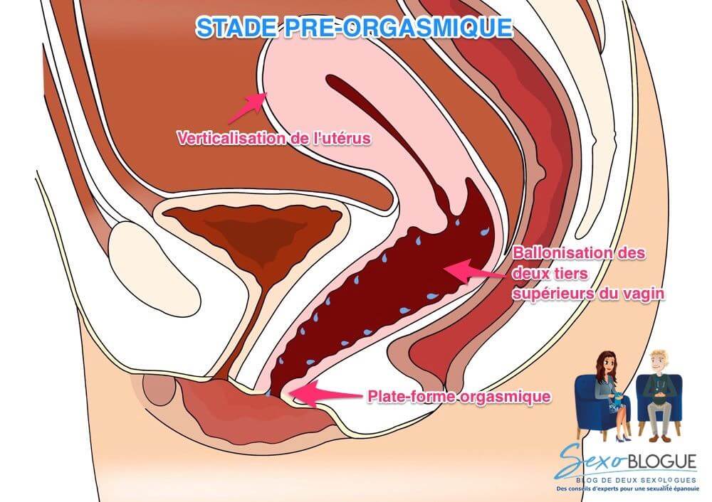 Réactions vaginales - stade pré-orgasmique
