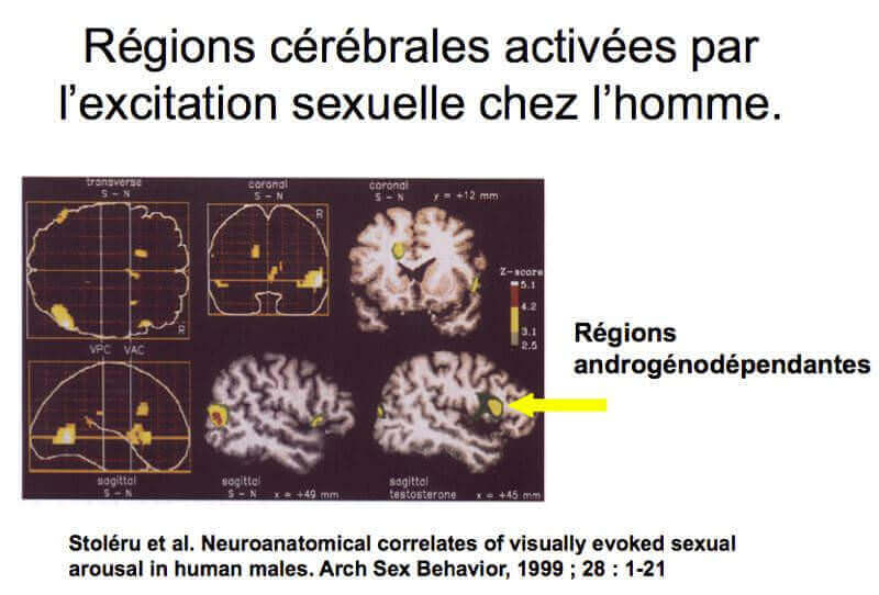 regions cerebrales activees par l'excitation sexuelle chez l'homme