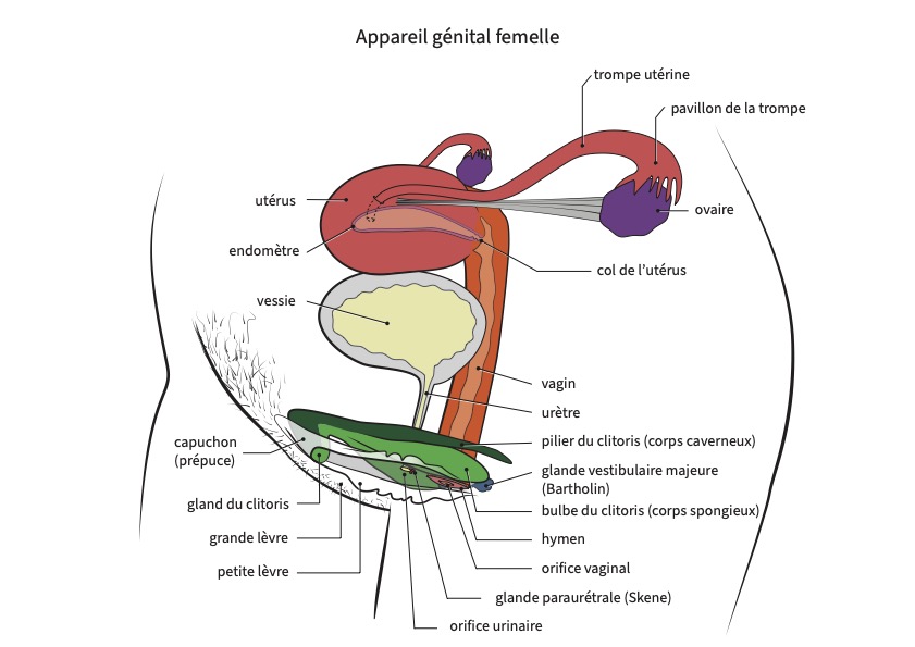 Situation du clitoris vue 3D