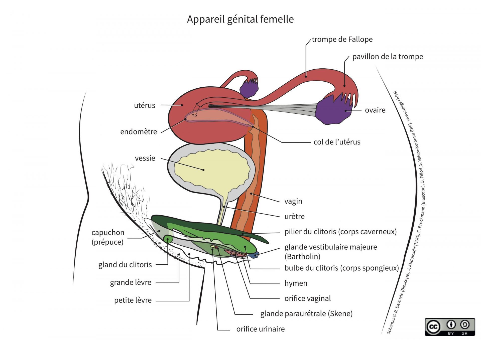 Schéma 3D de l'anatomie féminine