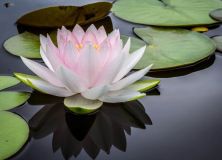 lotus zen